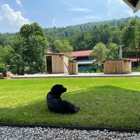 Vaness * Velka Lesna